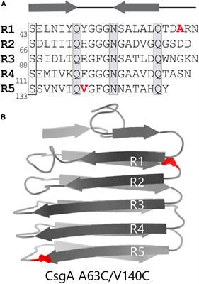 Tuning Functional Amyloid Formation Through Disulfide Engineering